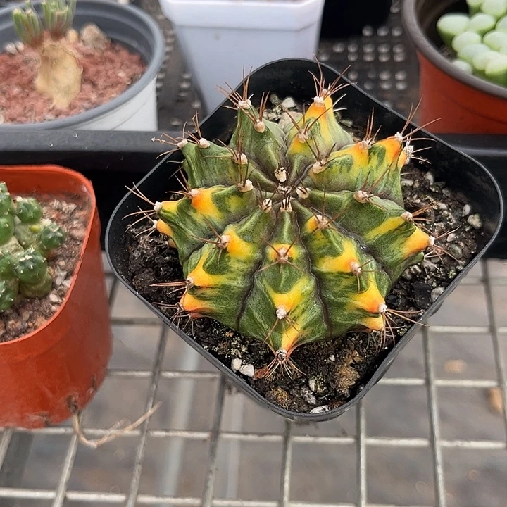 我也不知道我为什么要这样