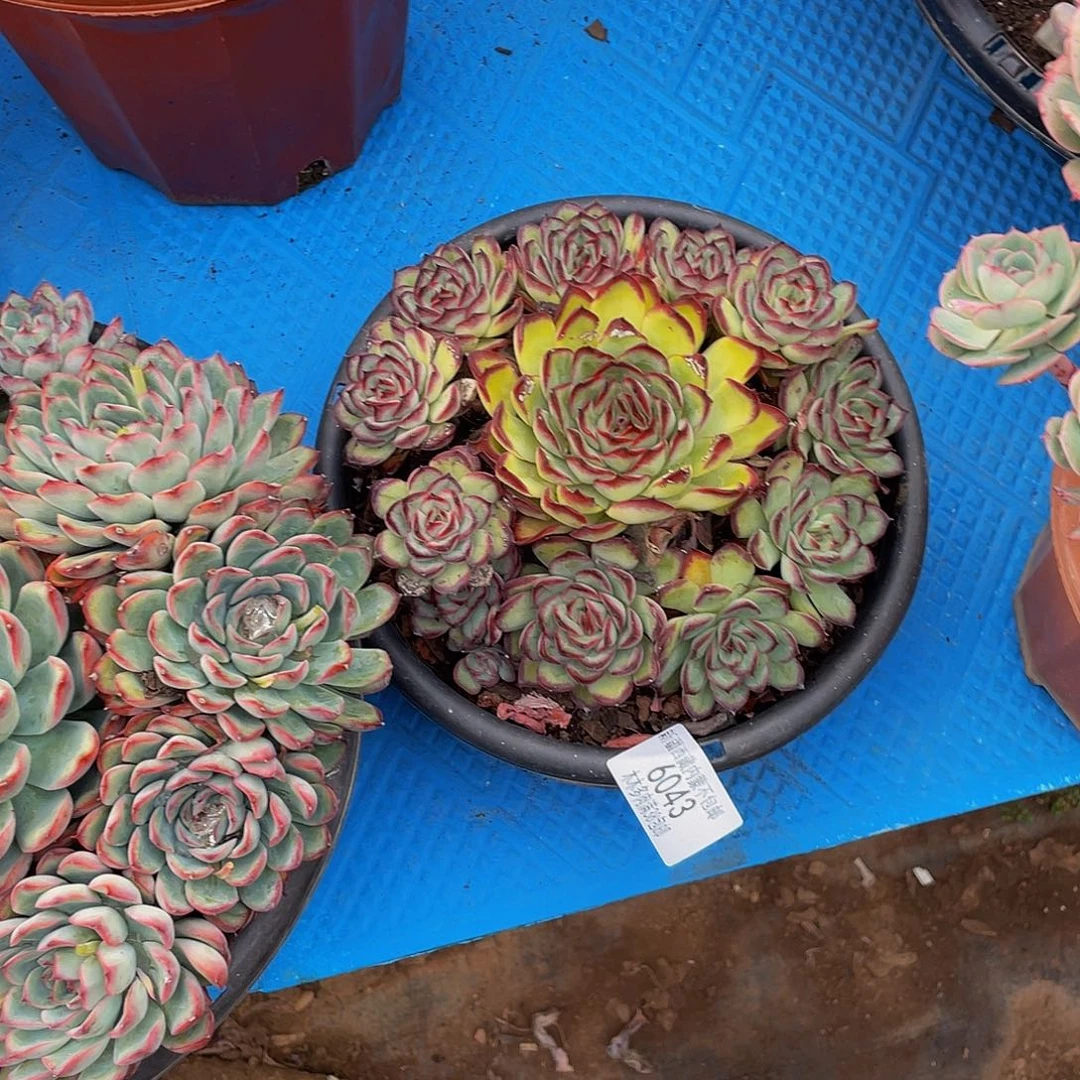 拒****猪6043肉酱玫瑰多肉