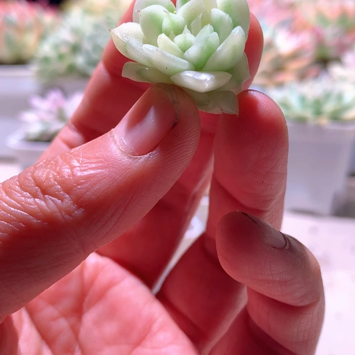 珍妮白覆轮锦砍头无根