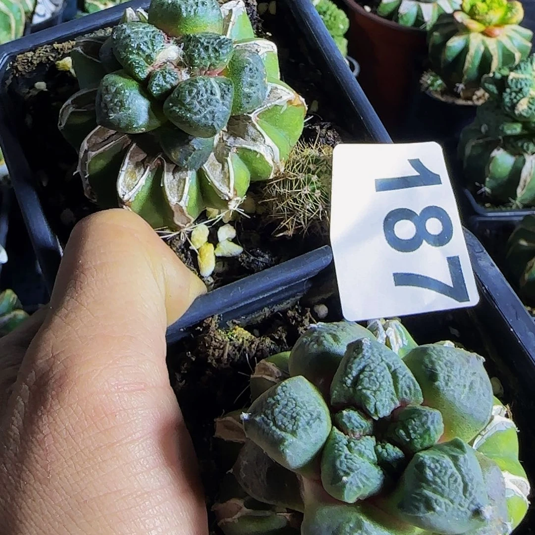 蓝*两个连山187仙人球