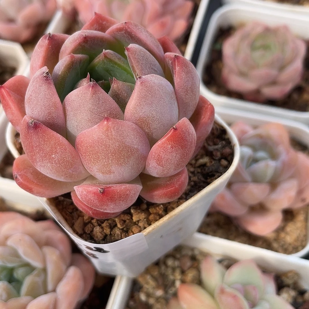 z***萌肉小筑0628-68杂交