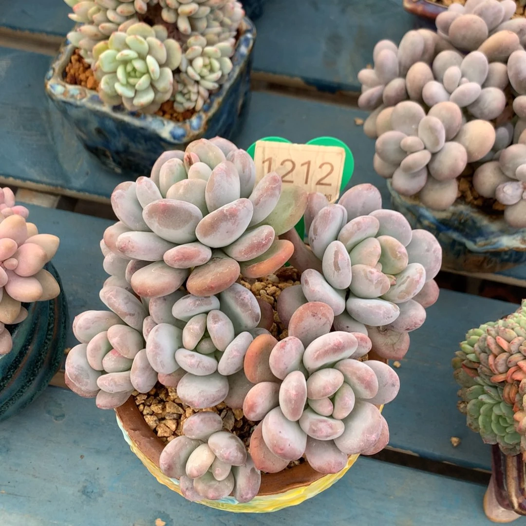 祝***好米雪老桩一物一拍1212