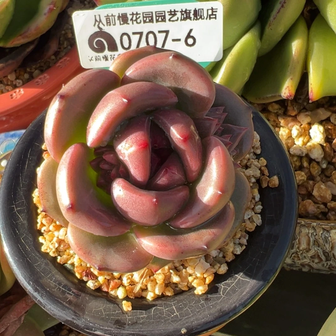 从前慢多肉精选编号0707.6