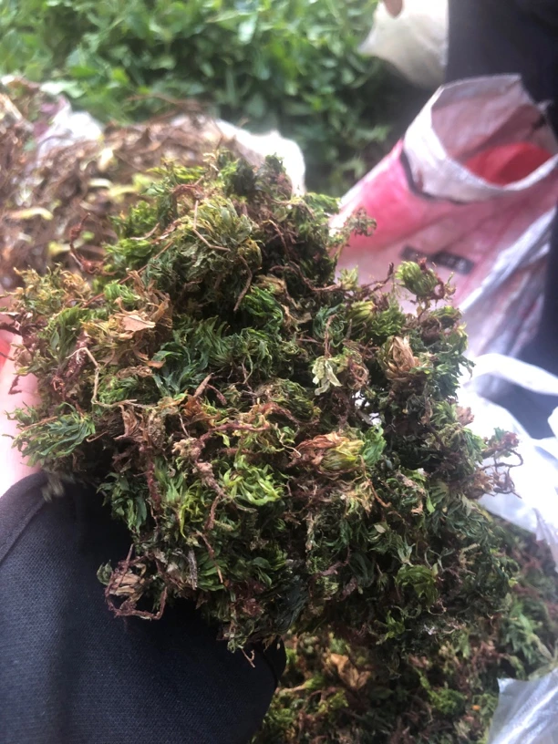 云南野山货铁脚一把伞又名回心草正宗山货煮水泡水