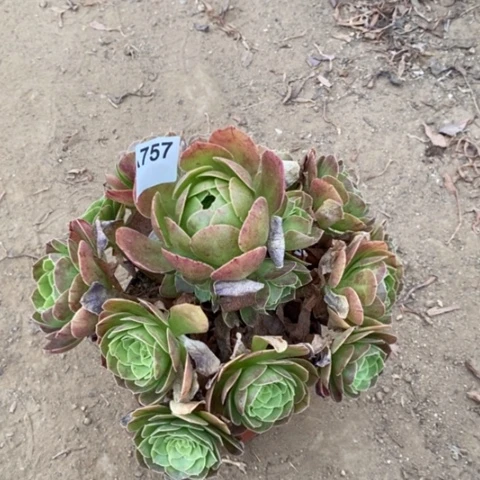 万圣夜包子一物一拍