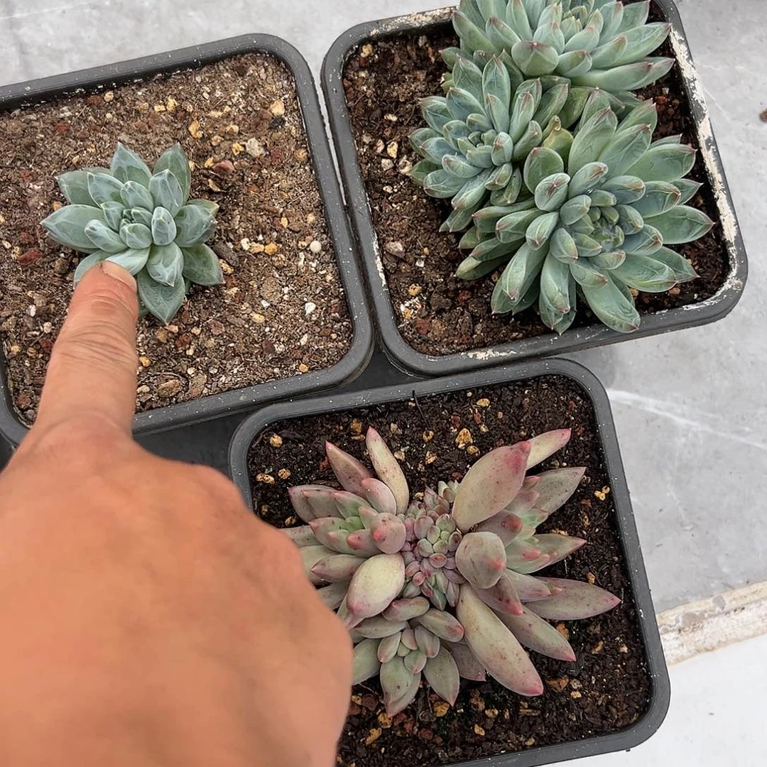 【闪购商品】组合三个