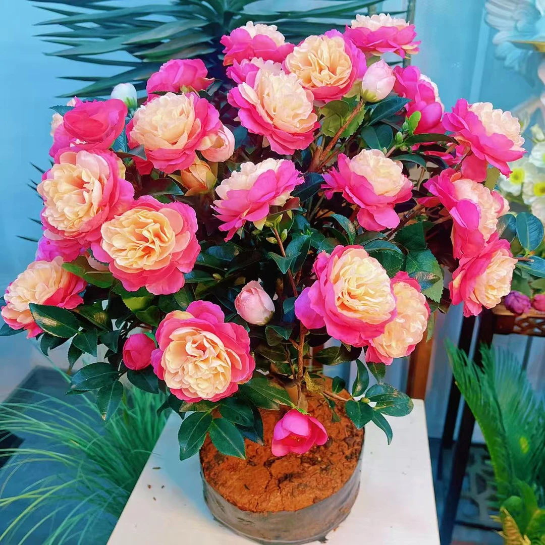 耐寒浓香【茶梅】英8带花苞盆栽地栽阳台客厅庭院好养花卉