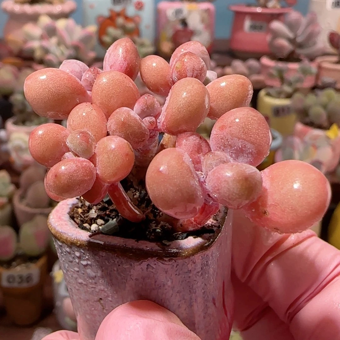 手捧桃蛋 盆口2.5cm