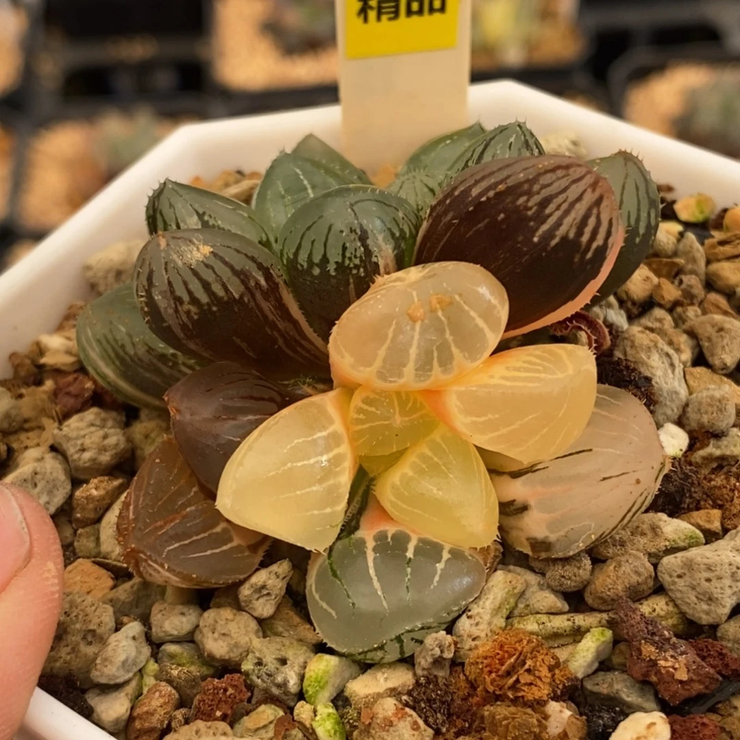 434糯玉露多肉植物