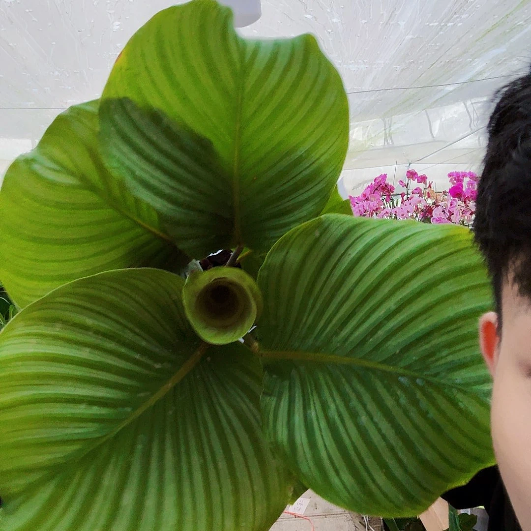 完全开放青苹果竹芋黄点无售后