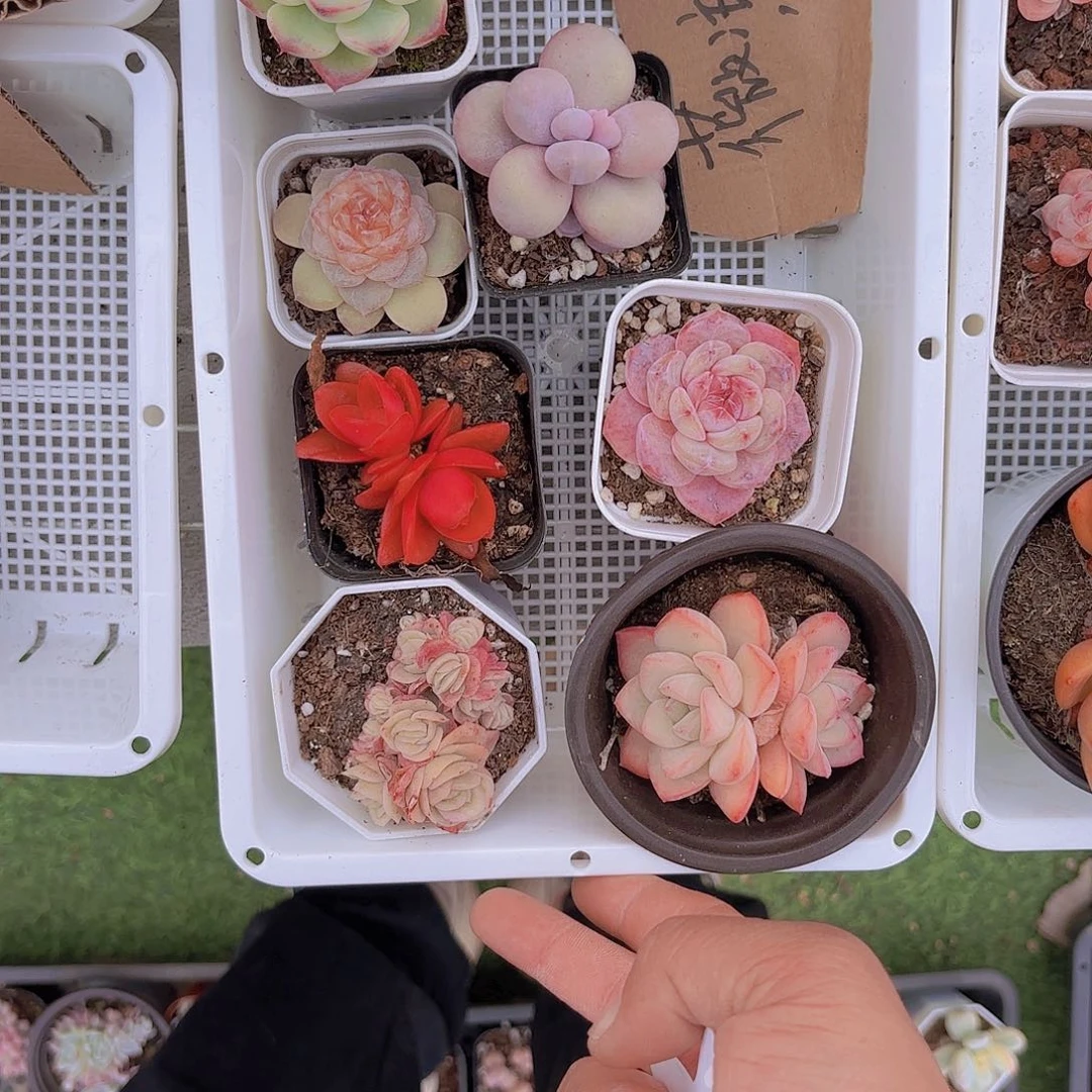 薇*凉一物一拍一筐111