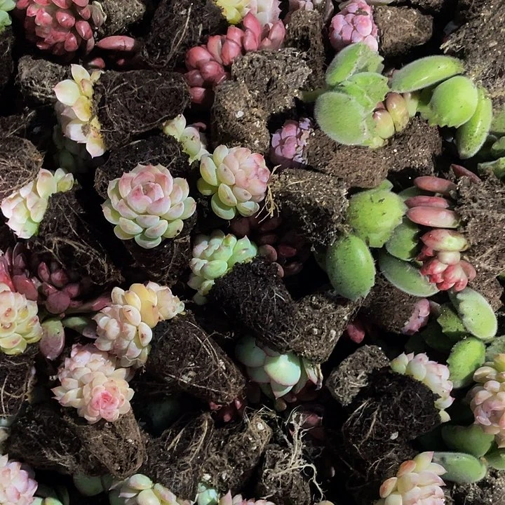 ?****゜45号筐带盆土发货