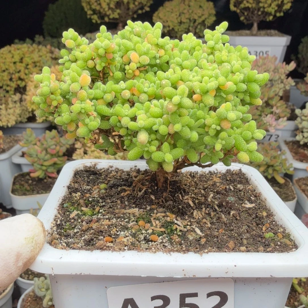 A352蜜橘整点福利