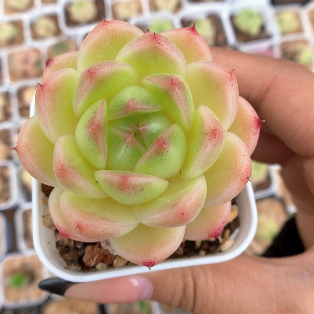 菠萝蜜麦秆960号。