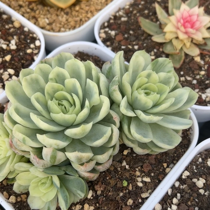 贝瑞锦一物一拍福利