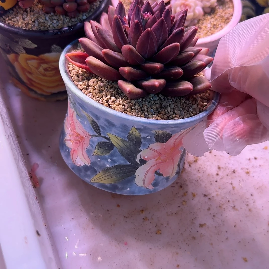 红陶蓝*灵756652255599