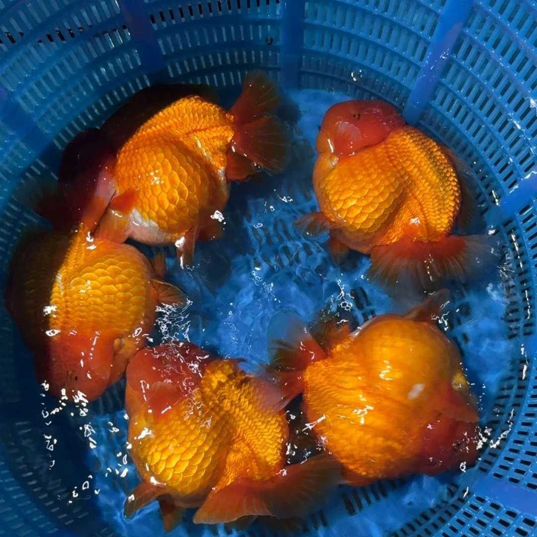 金鱼大货短尾将军狮子