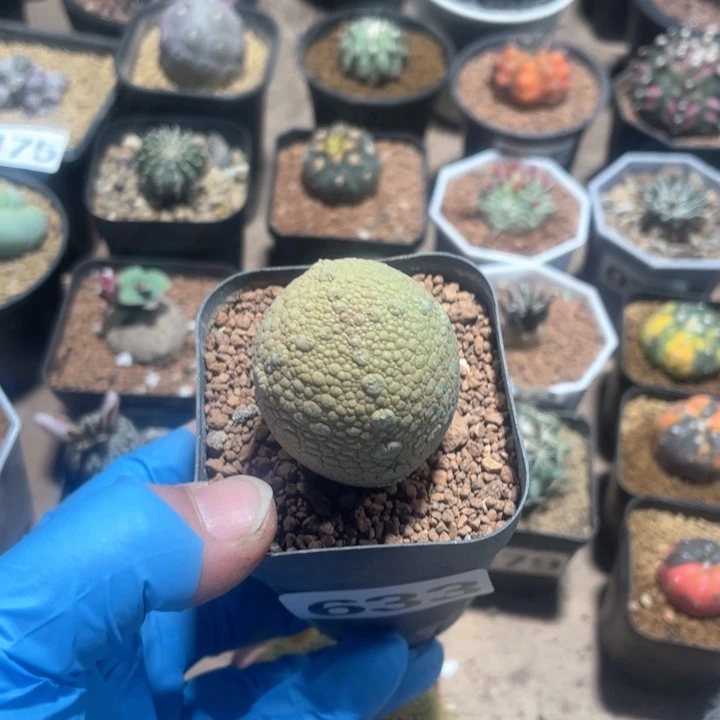 月*Q633实生凝提玉仙人球