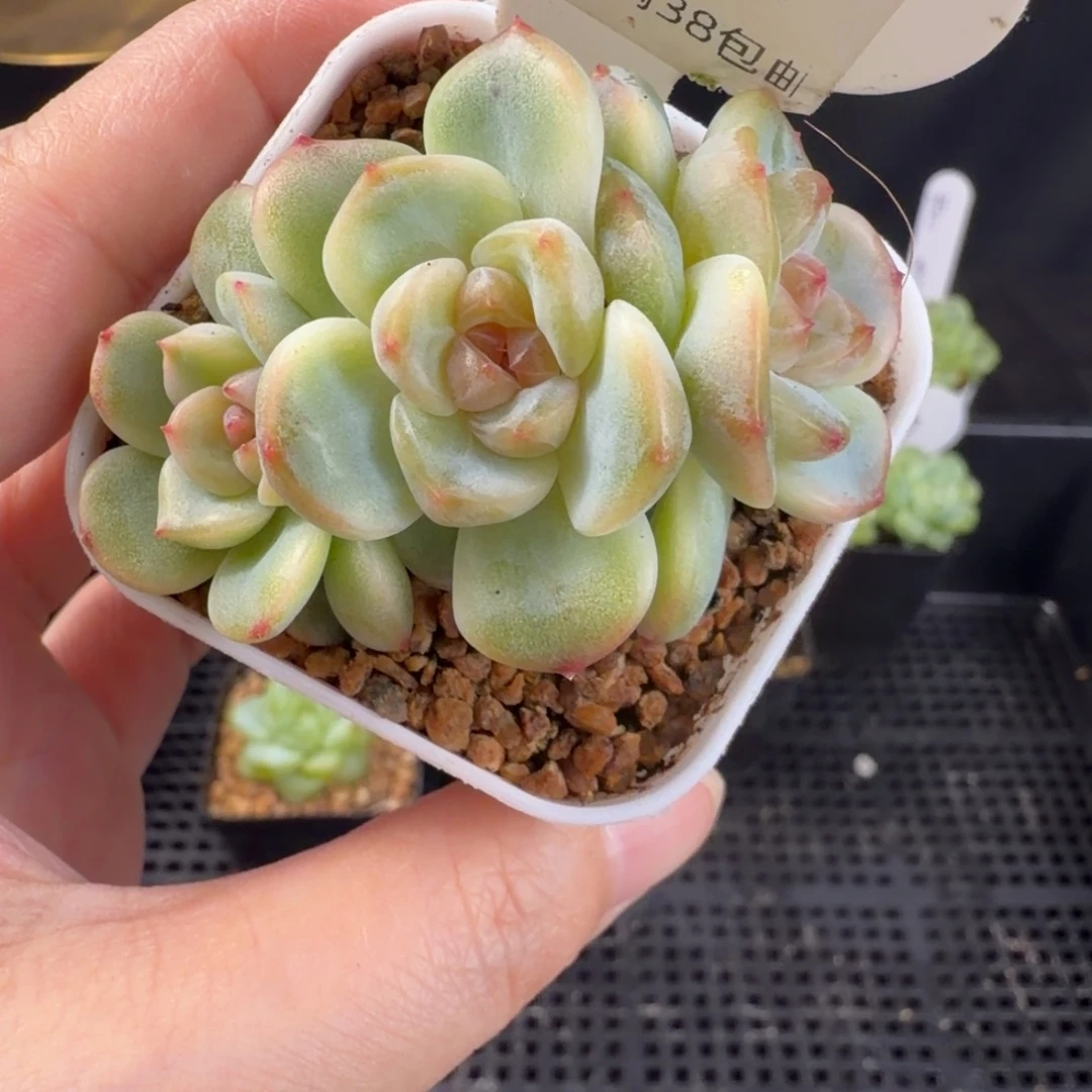 星星月三头群172号