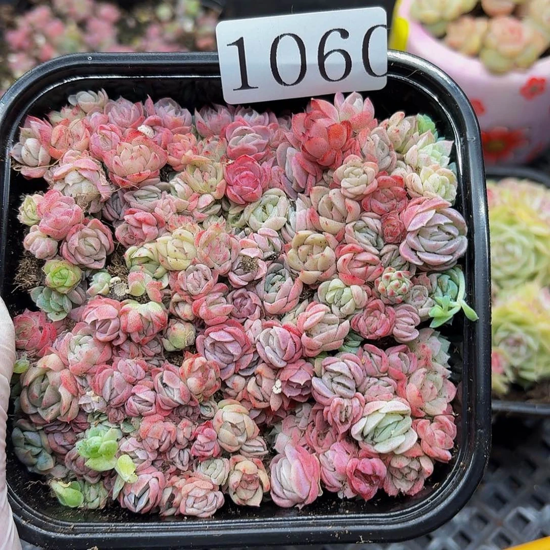 多肉植物多肉植物1060