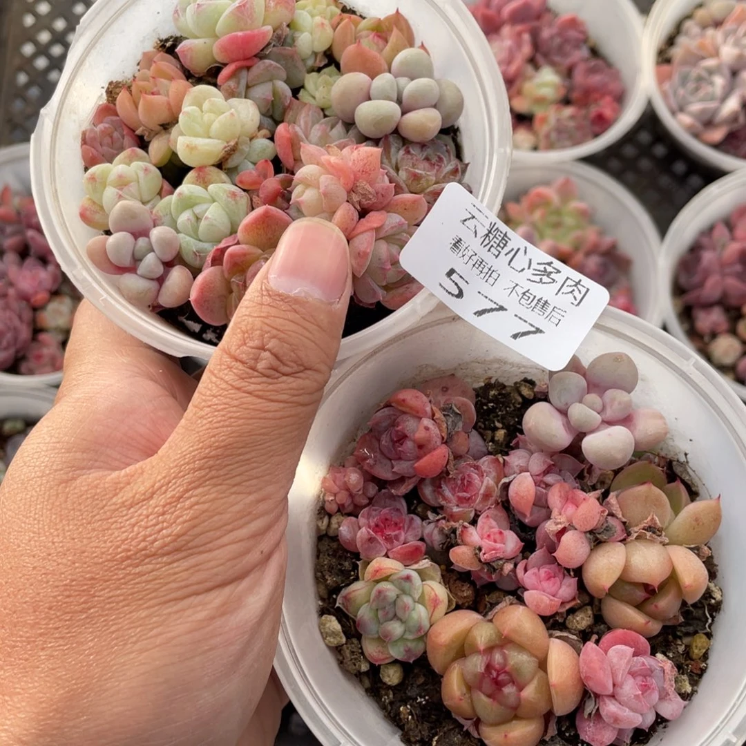 云糖心多肉植物577