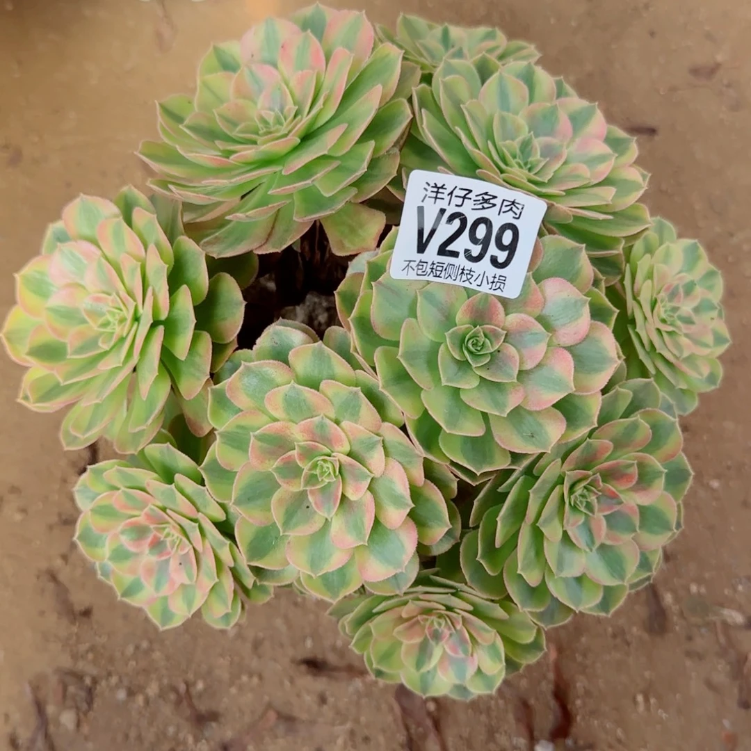 夏***爽雨荷发师299冠幅25
