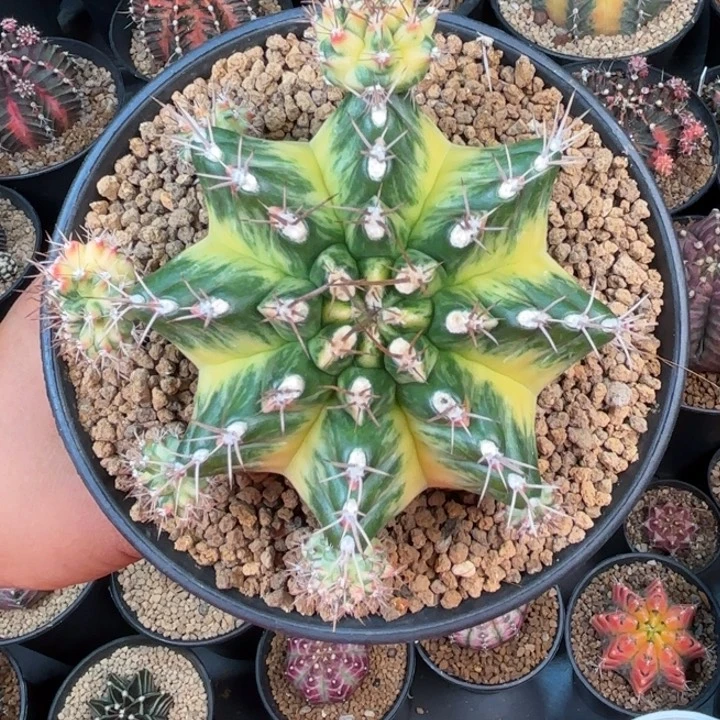 泰系米哈名品母本203