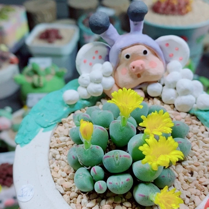 伊***忘950 生石花花花花花花花花