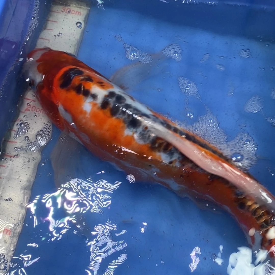 锦鲤冷水锦鲤包邮