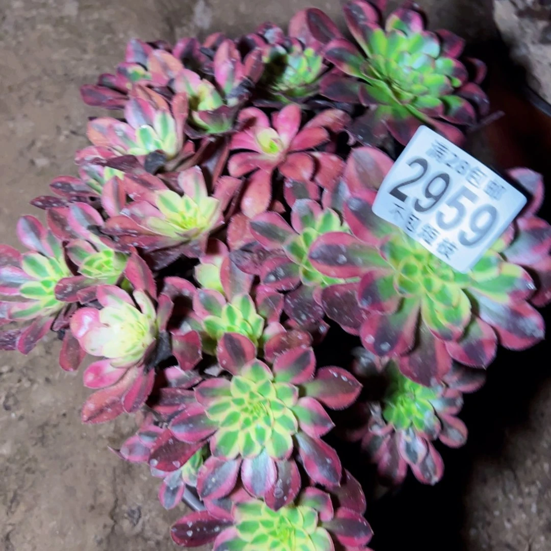 冰淇淋多肉植物2959