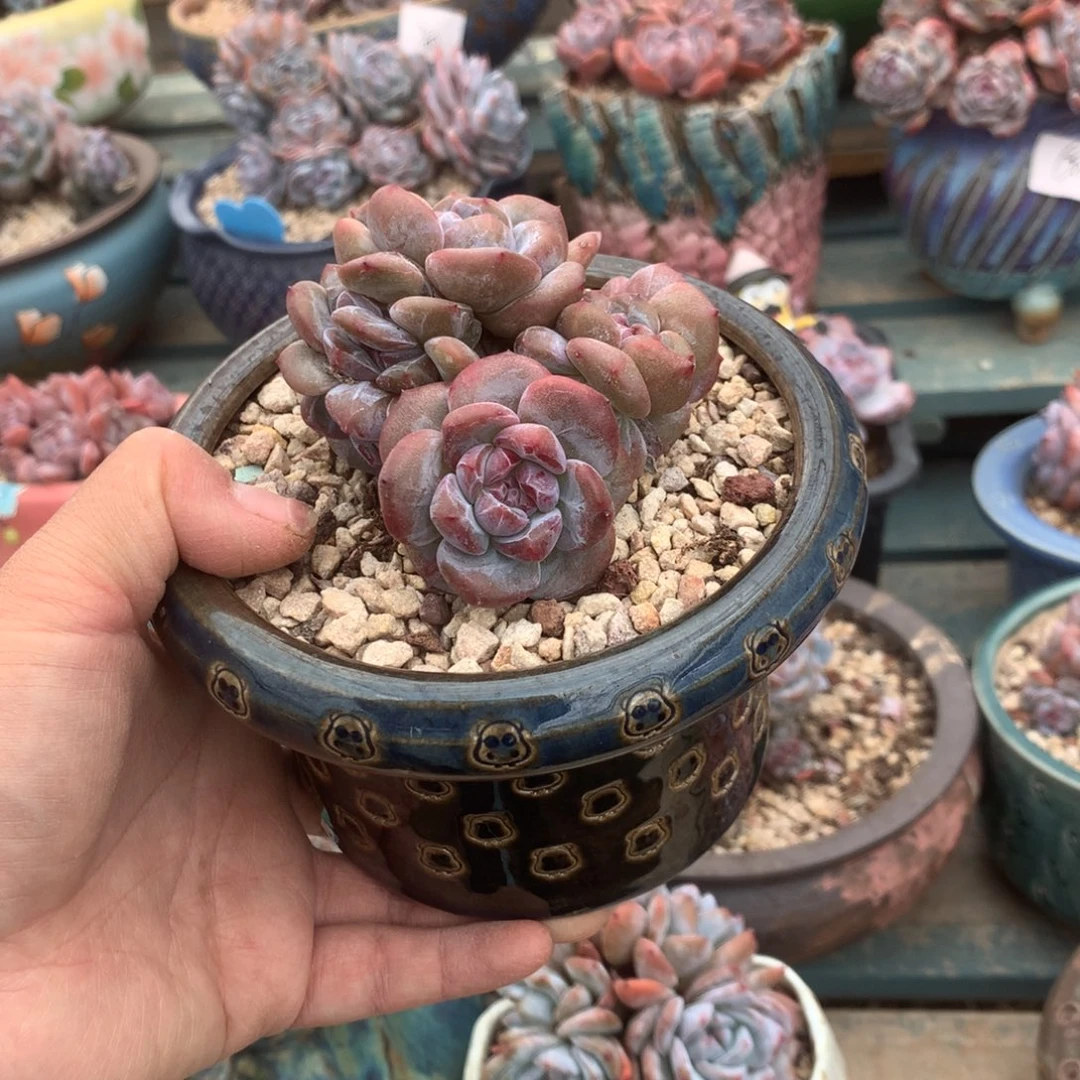 无花朵花花花花花花花花12