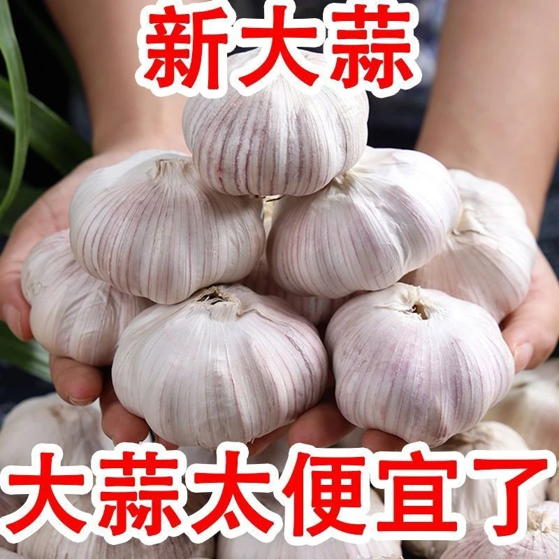 助农专属补贴-超低价高品质农家大蒜紫白皮新干蒜杞县大蒜
