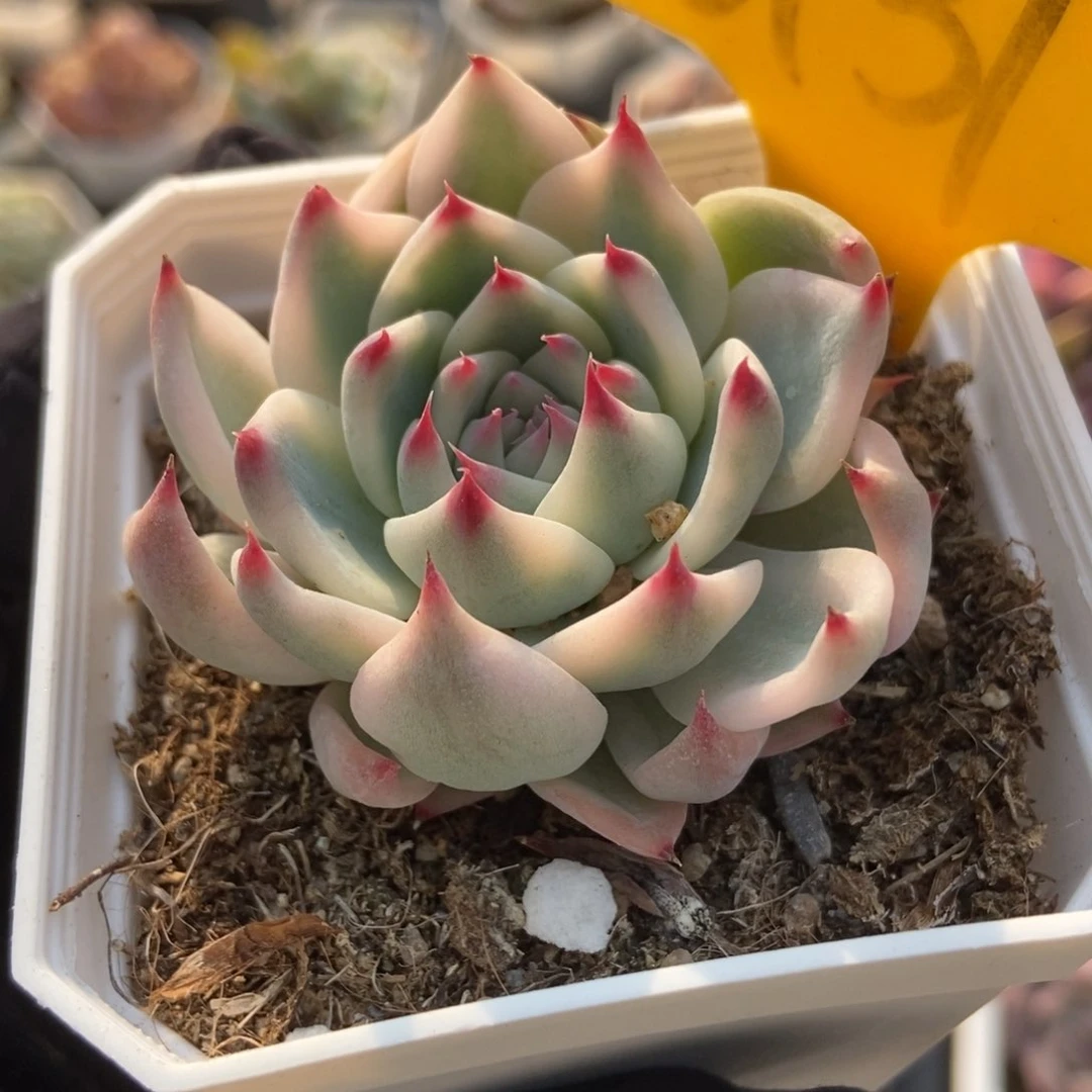 *️****6131吉娃娃锦多肉植物