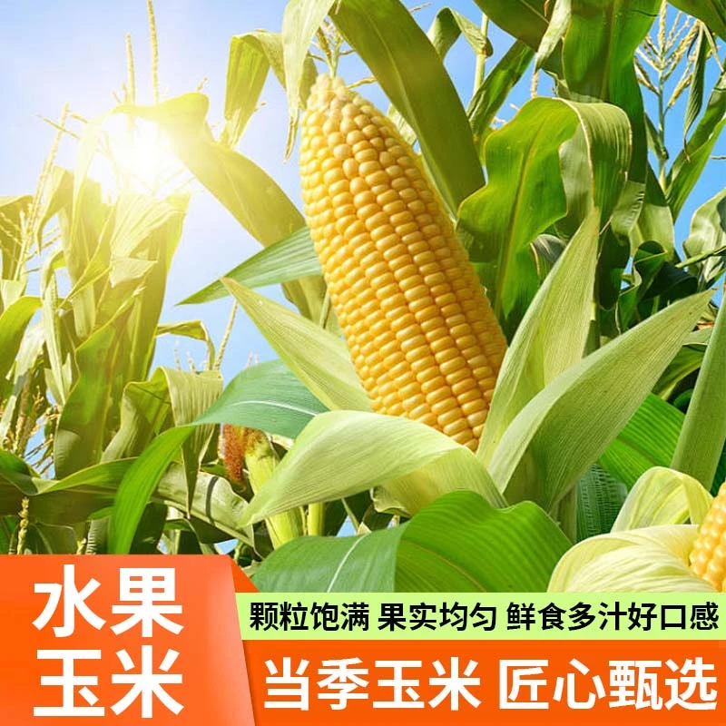 【坏果包赔】产地现摘爆浆香甜带壳带须鲜食生吃水果玉米