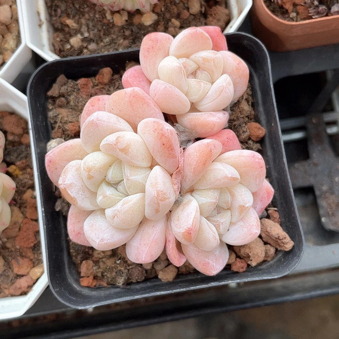 优选冰玉精品702