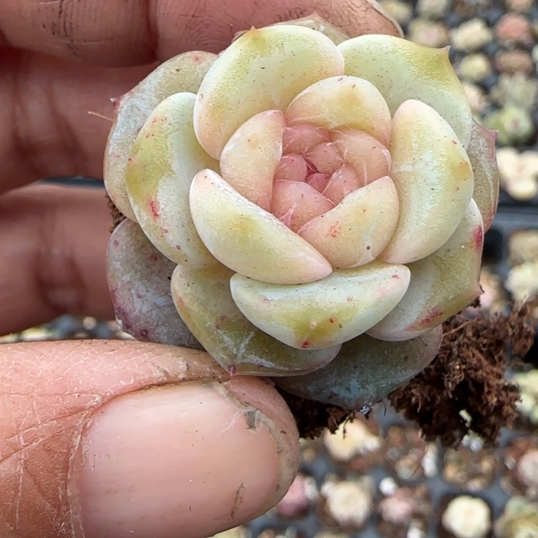 多肉小卡拉米糖心一物一拍