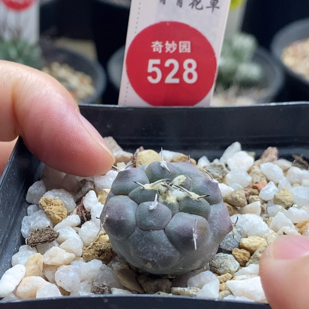 实生紫肌冬云娇丽2.4cm