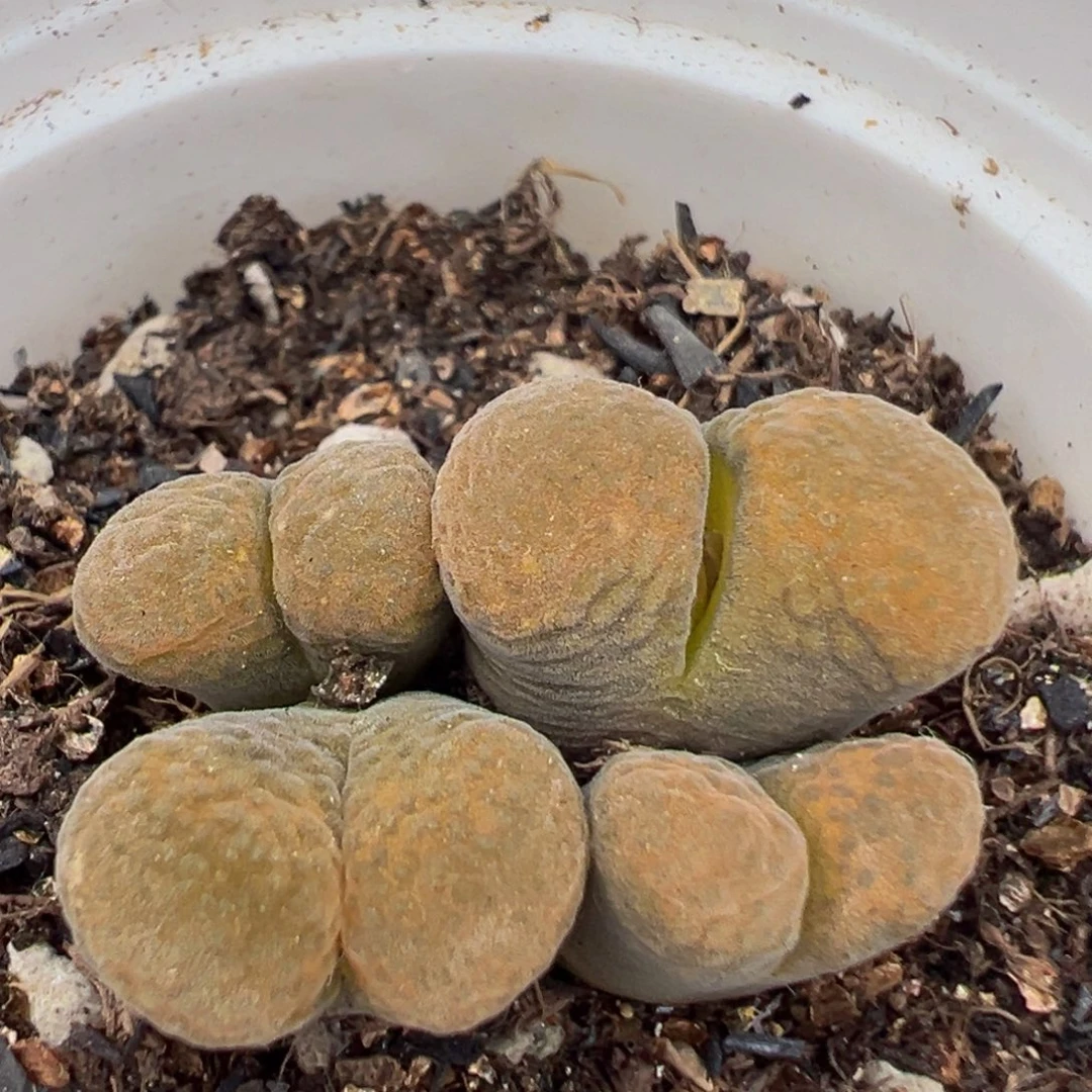 120多肉植物百科植物