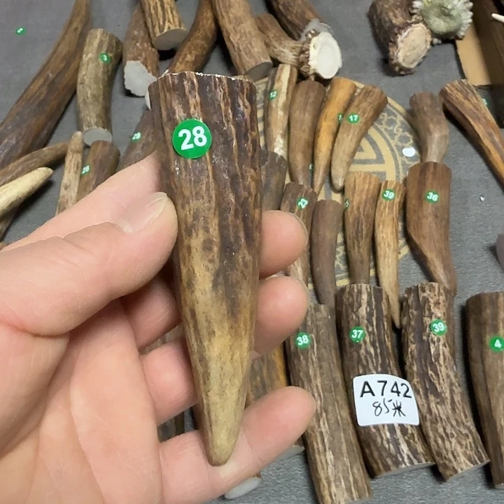 一***6香榧木鹿角工艺品原料