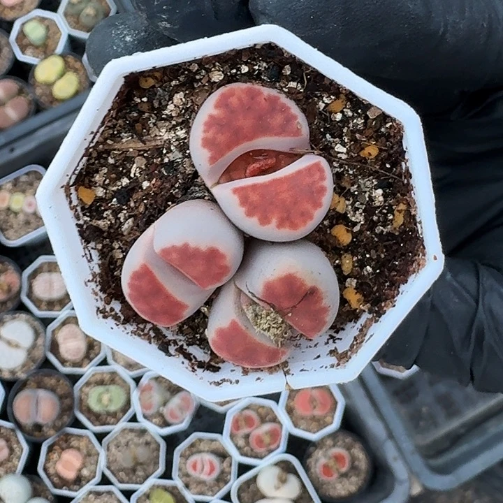 生石花11111。    205