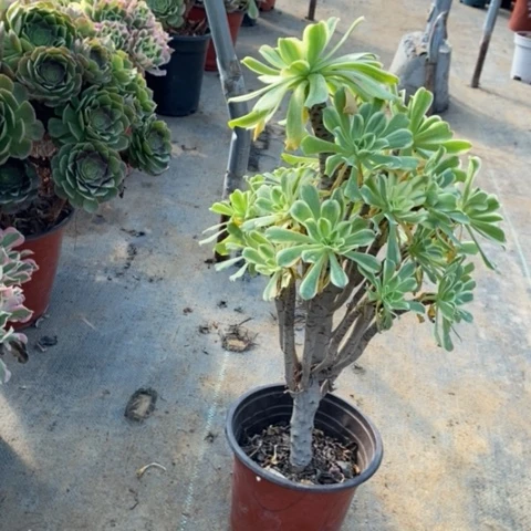 艳日伞6多肉植物法师