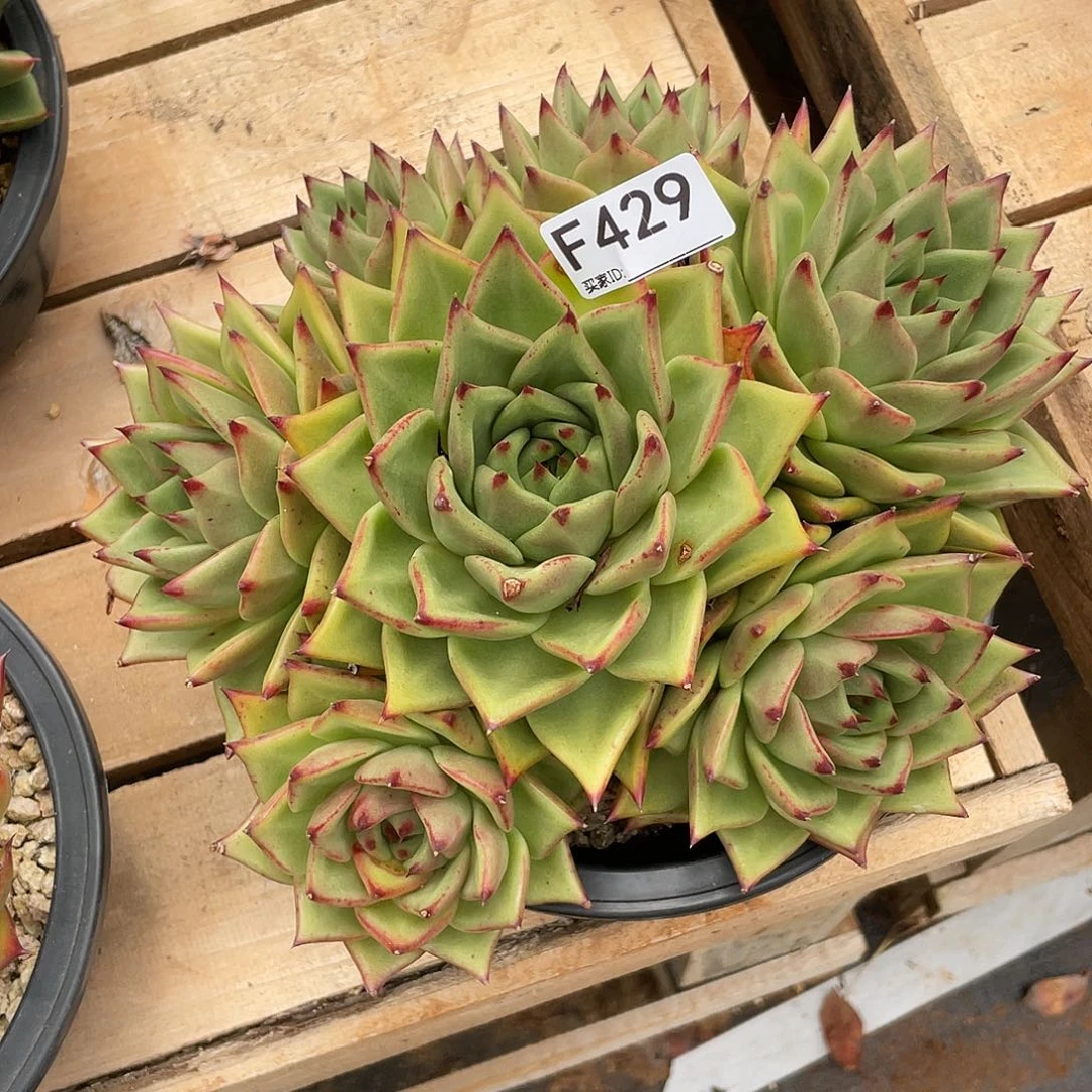 若如东云单拍F429