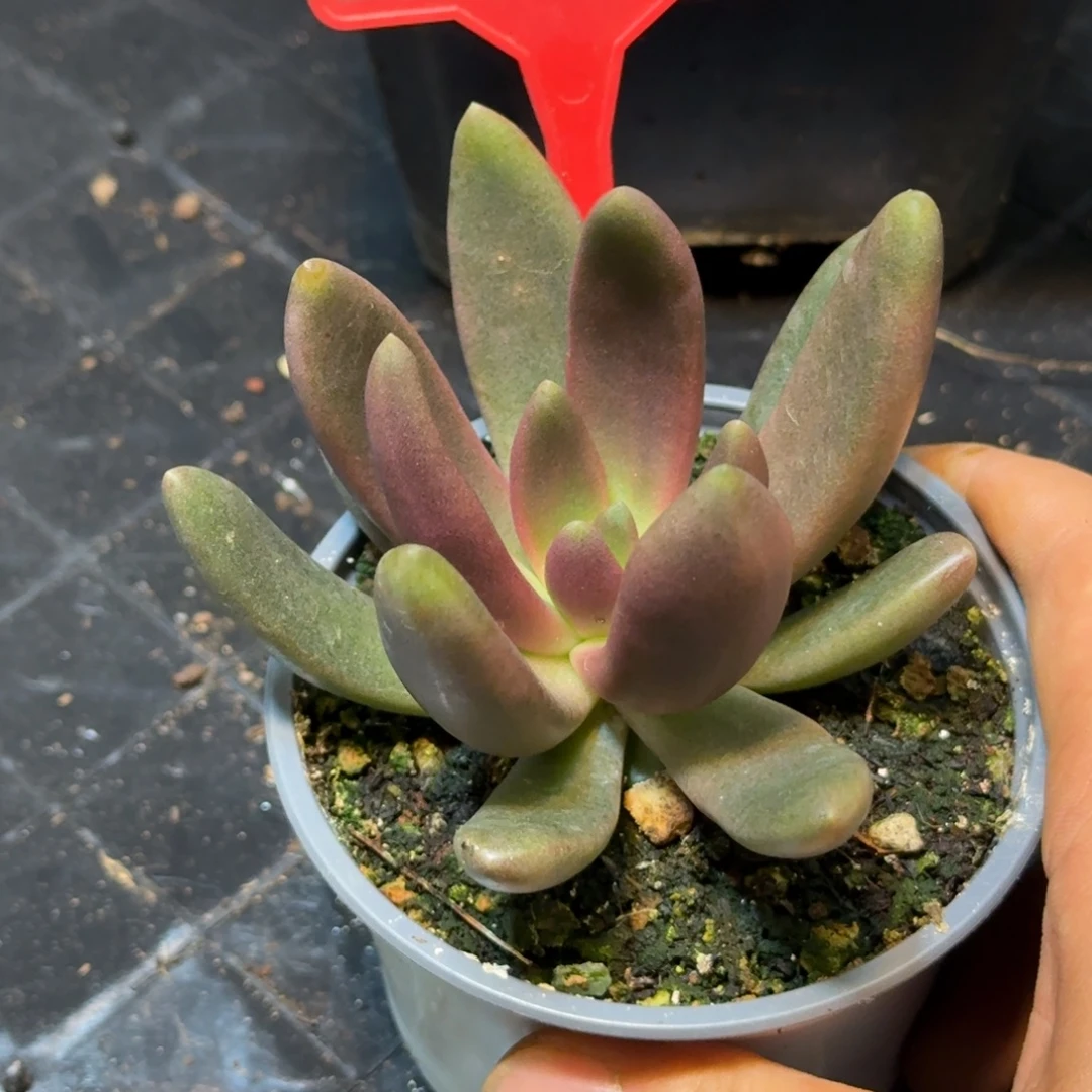 多肉植物八爪鱼美人758