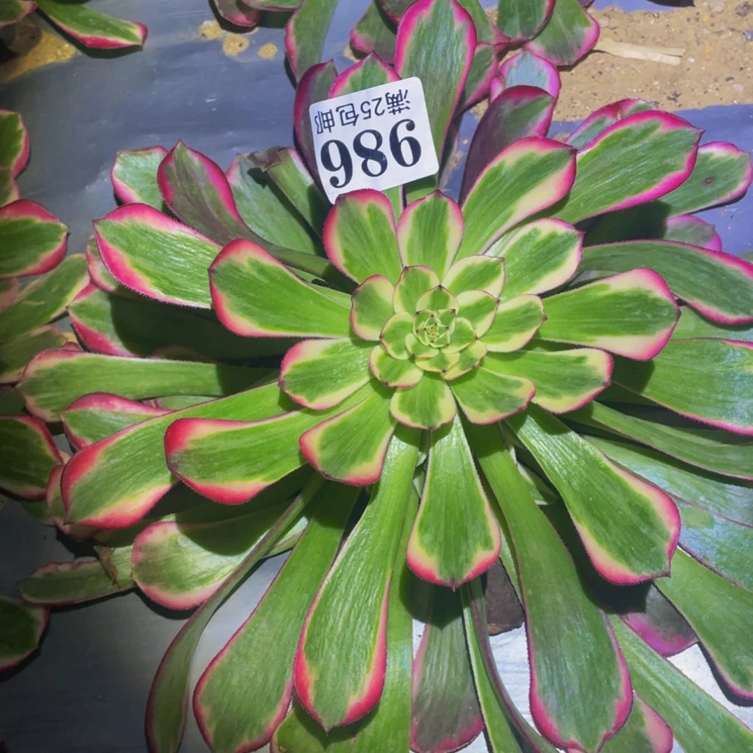 霁月多肉植物多肉986