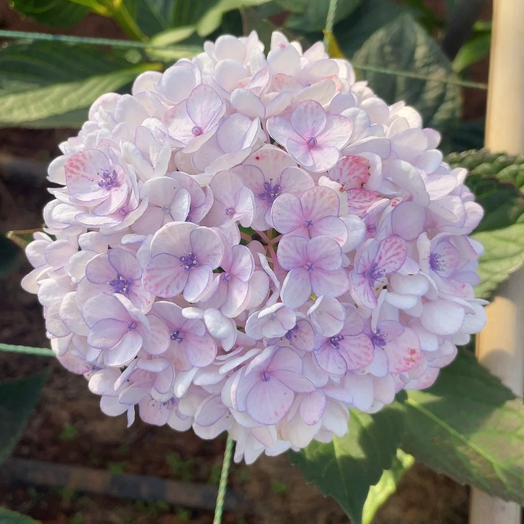 绣球切花一物一拍3枝起包邮，249