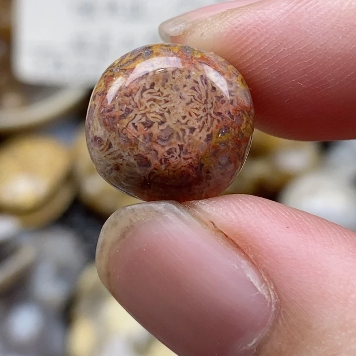 硅化珊瑚（珊瑚玉）未镶嵌颈饰通孔