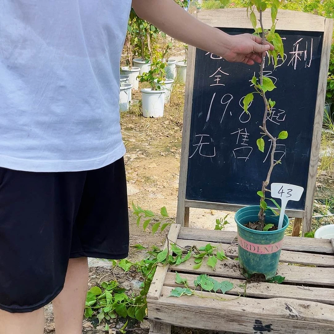 完全开放三角梅43