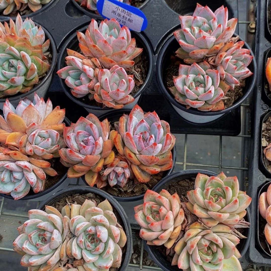 79-精品母本粉蓝鸟群一个