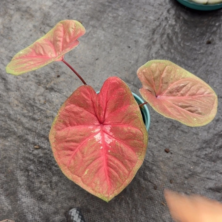 丽***完全开放泰国彩叶芋