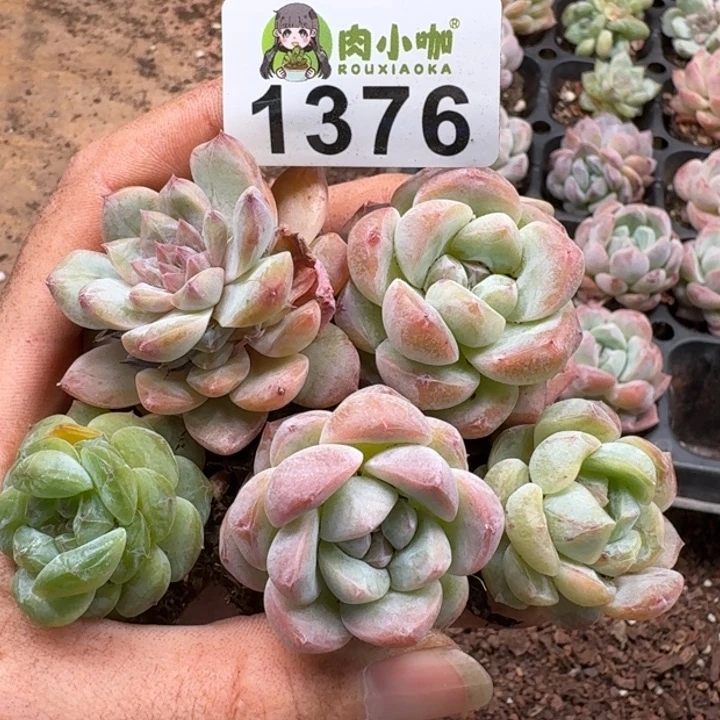 无花朵多肉植物多肉植物